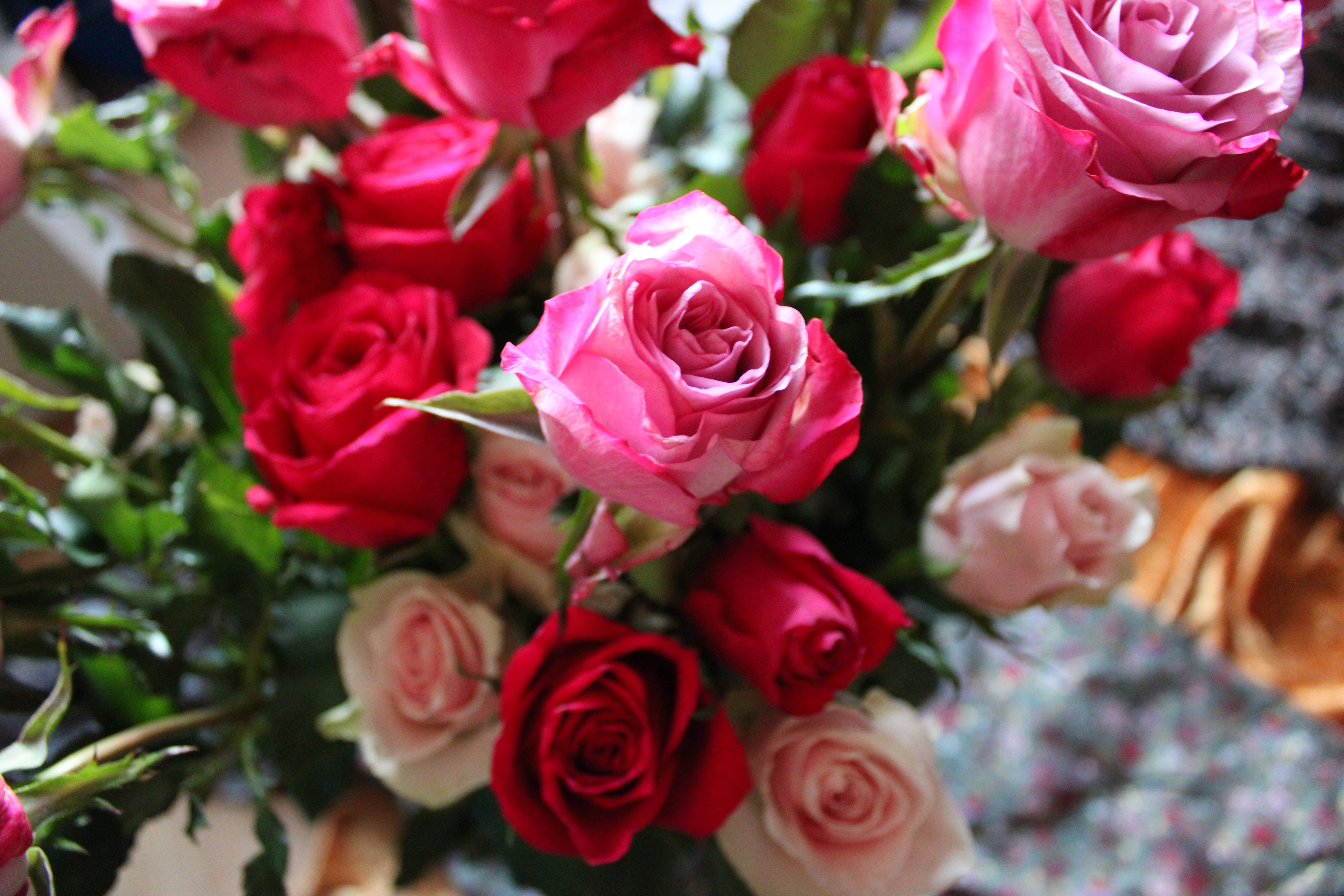 Rosen – en velduftende mirakelkur