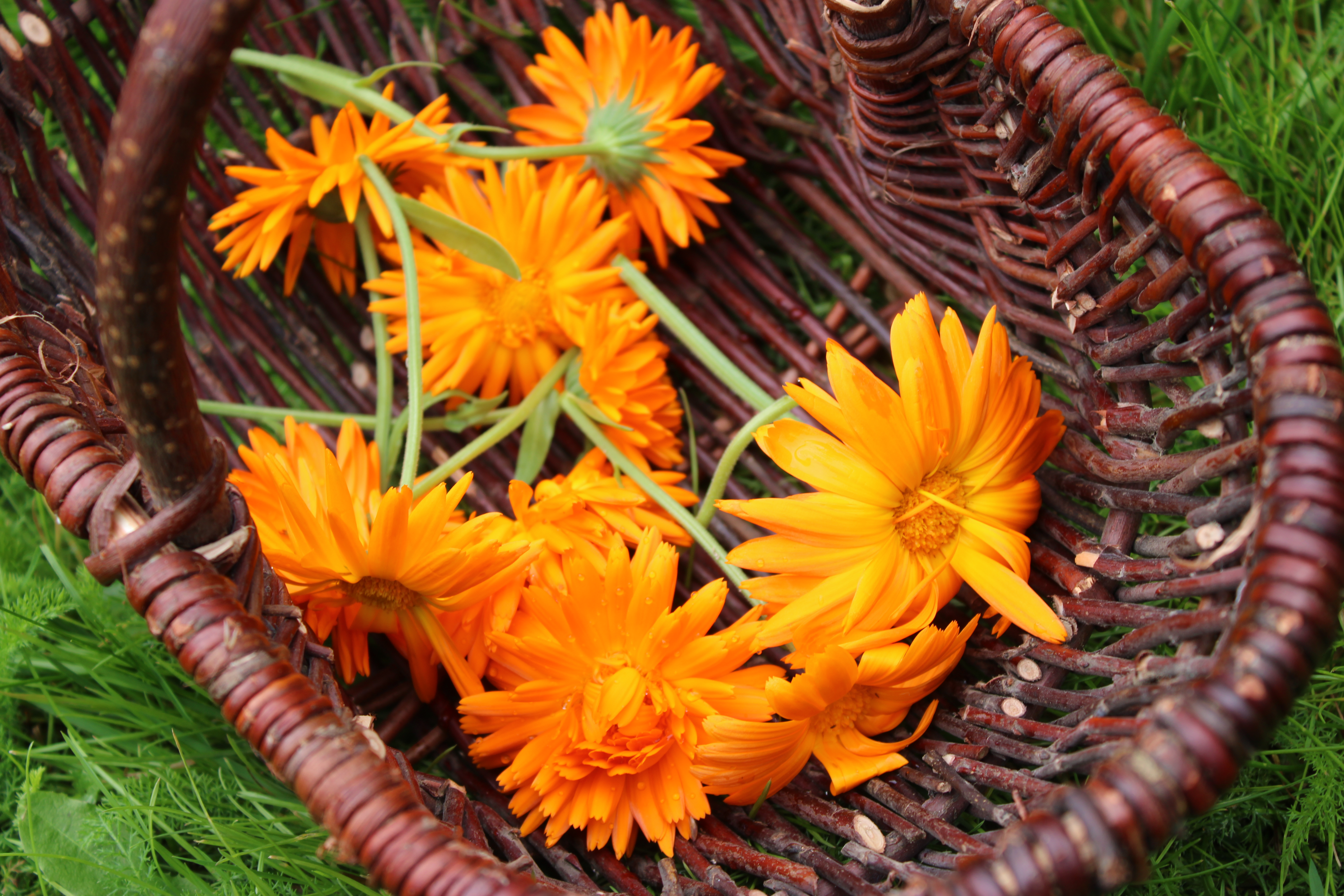 Ringblomstsalve – mild pleie for sensitiv hud