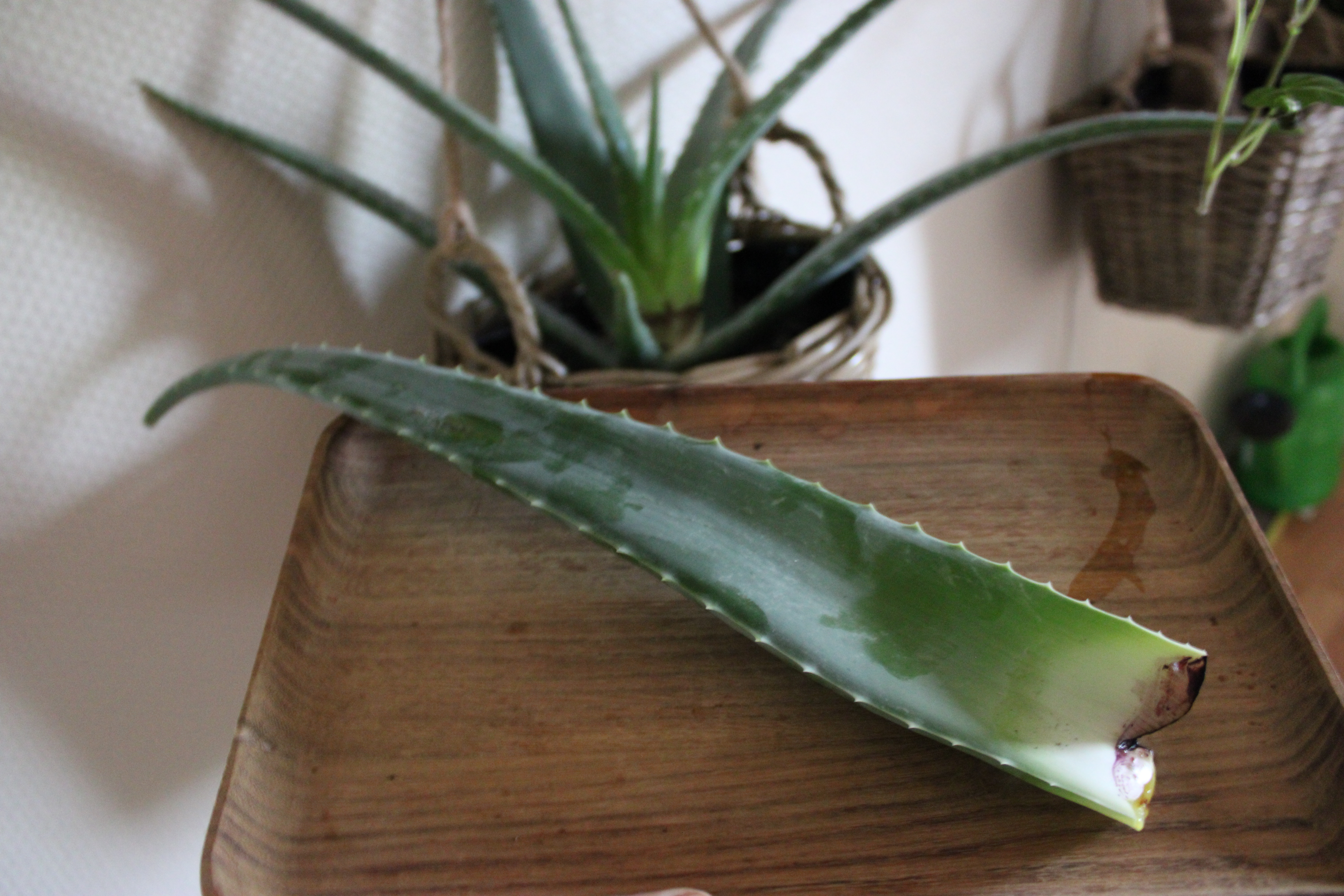 Litt om Aloe Vera – en velkjent helbreder