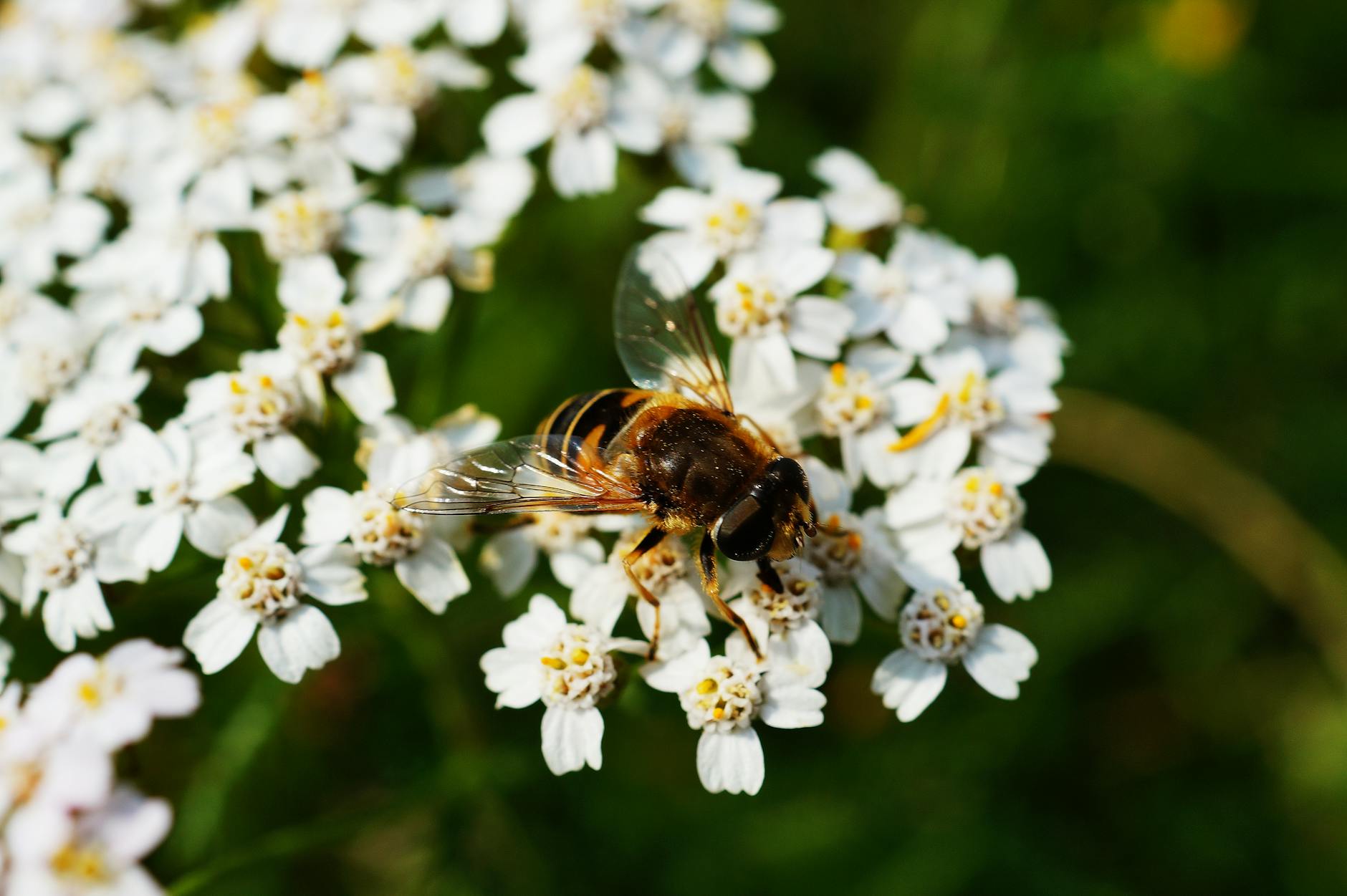 brown and black honey bee on white flower near green plants during daytime