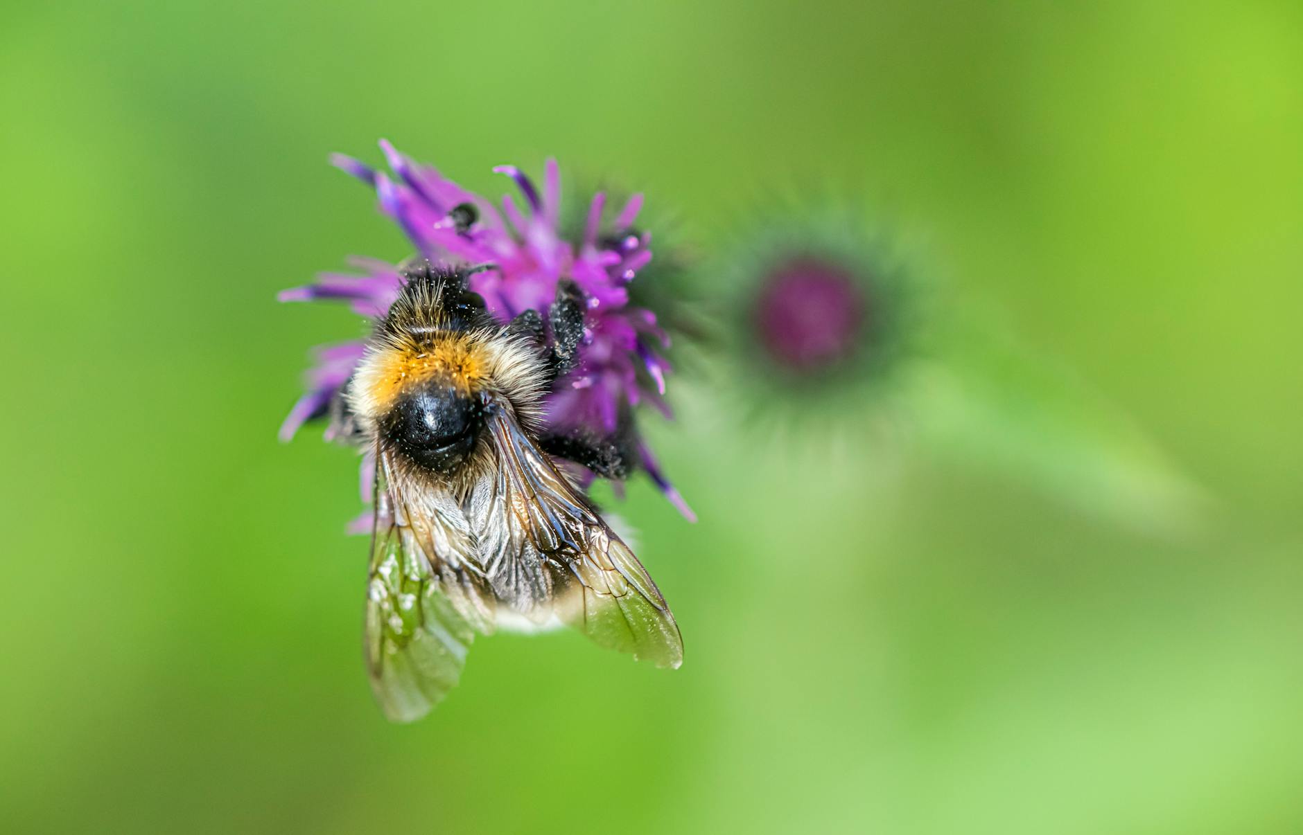 Bivoks – Naturens Gave til Hudpleie