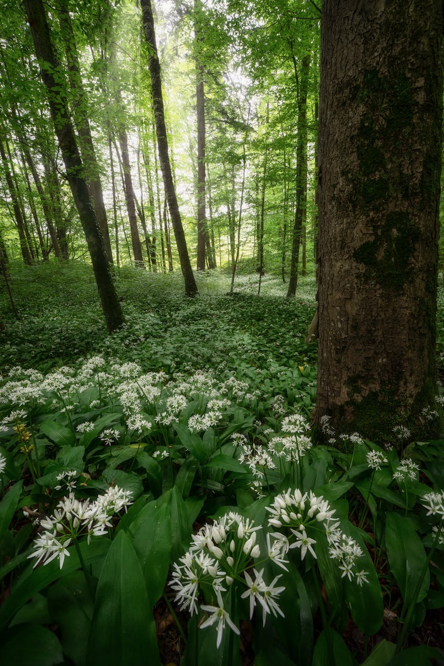 white flowers of wild garlic blooming in a forest