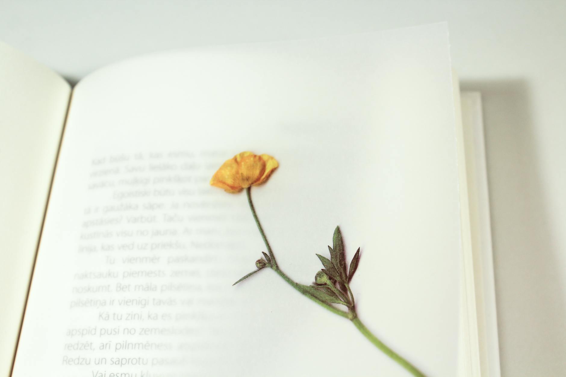 dried flower on a book page