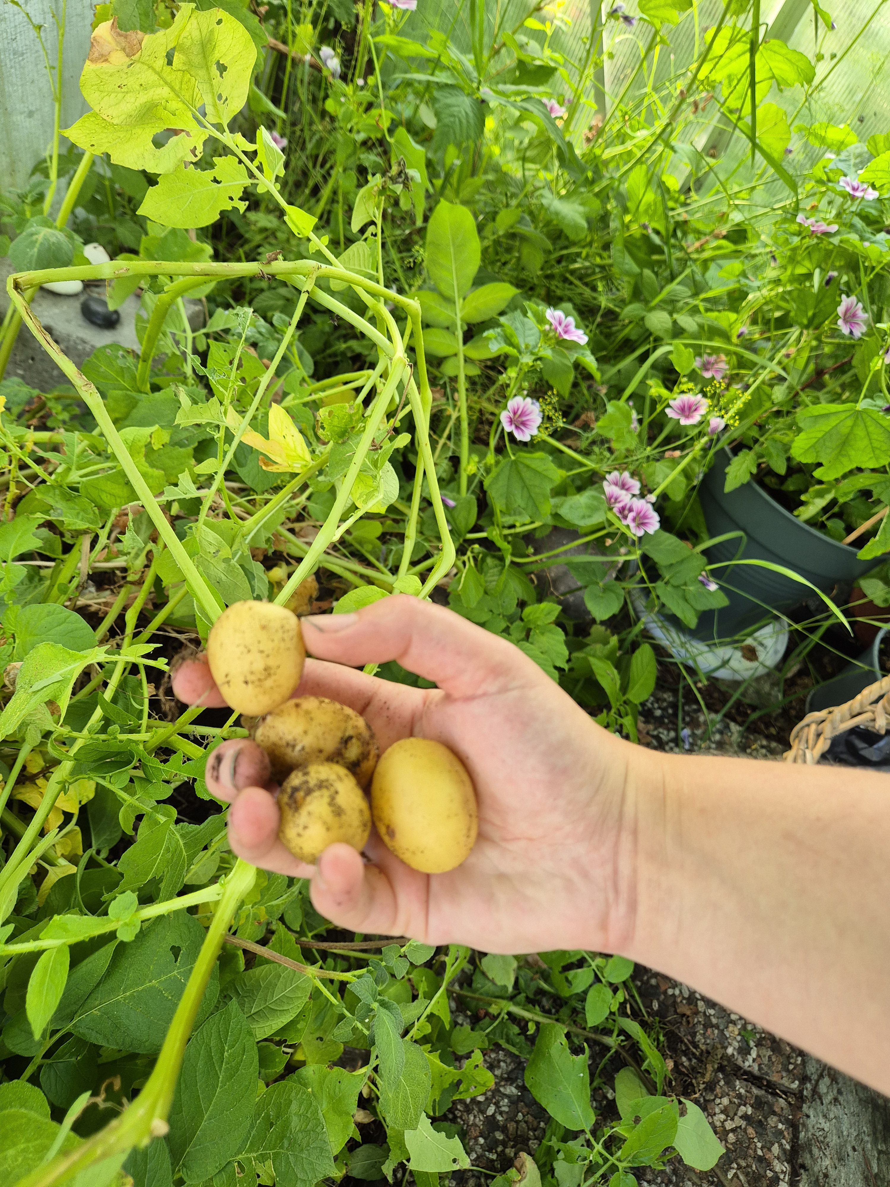 Nypoteter i ovn med egen urteolje