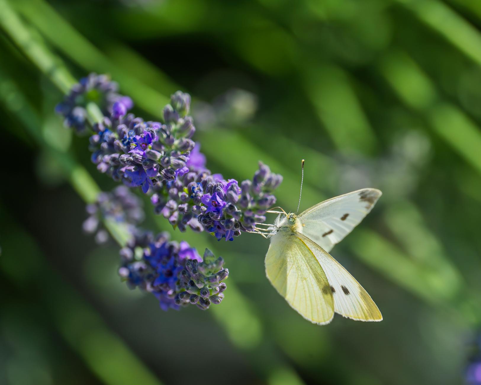Urter som holder insekter vekk – Mine beste tips